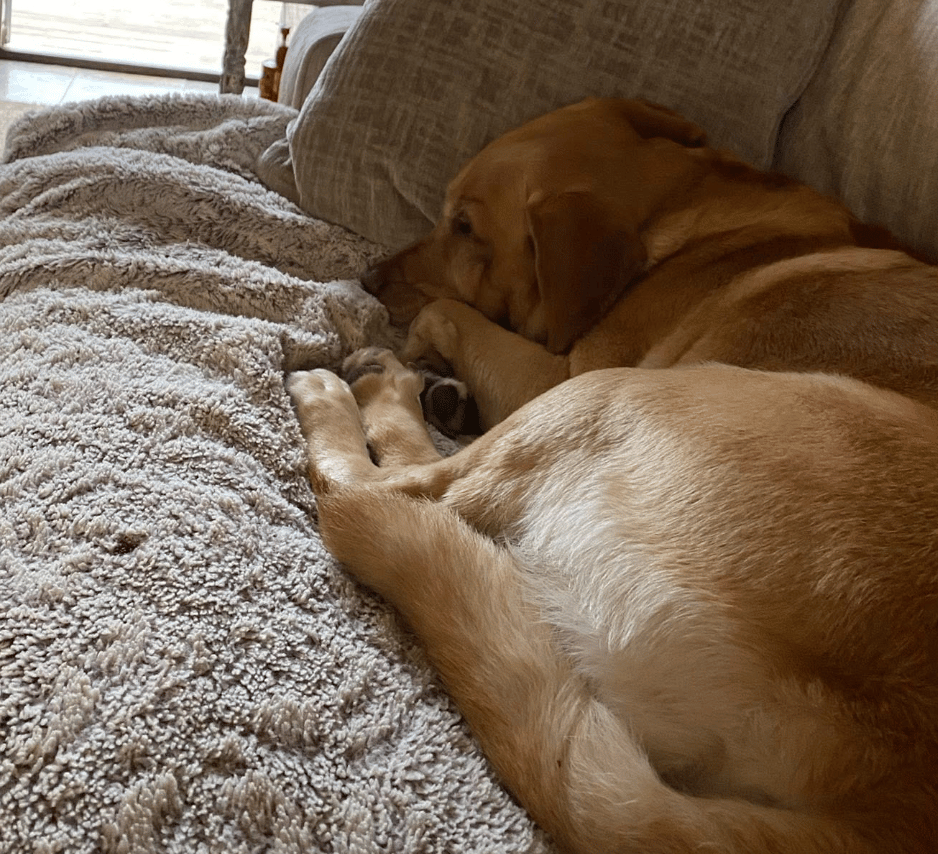 🐶❤️🐶 What is sleepy dog smell? 🐶❤️🐶  