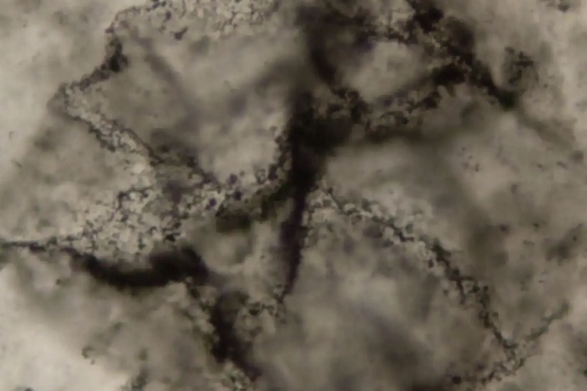 🌏 Earliest signs of life on Earth revealed