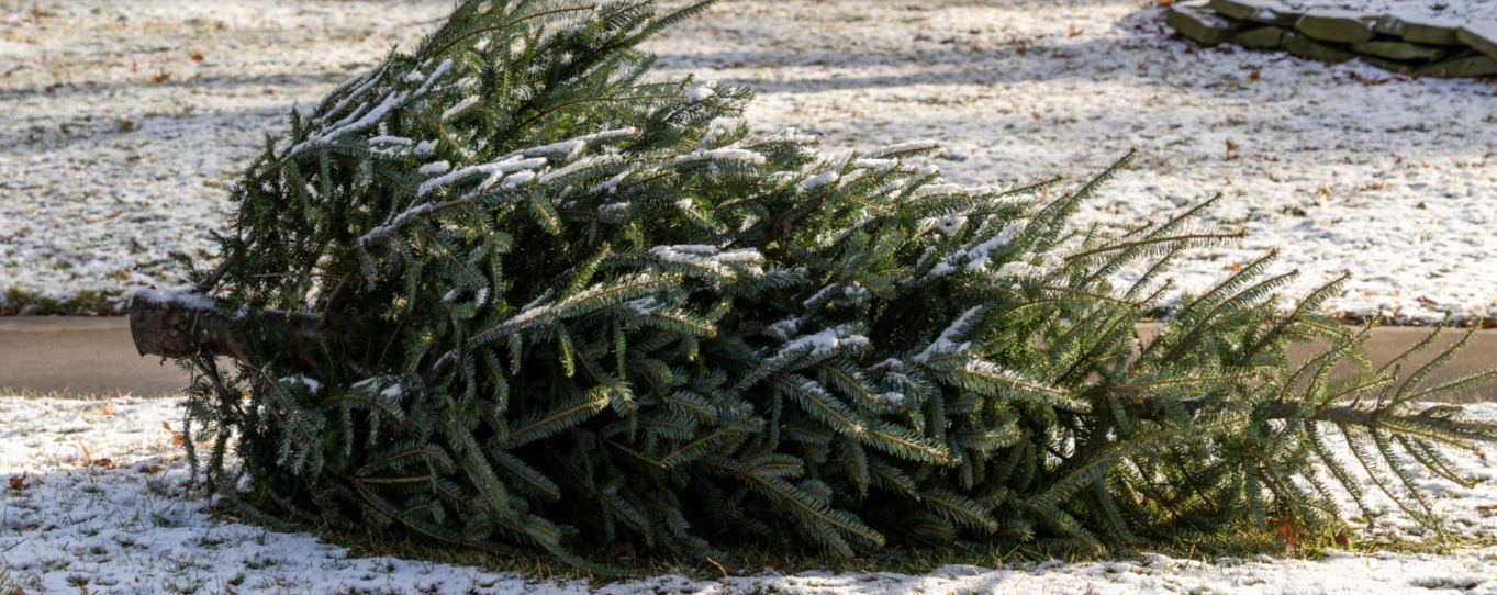 🌲 Fir real, it’s time to go 