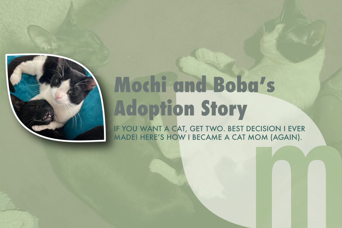 Embracing the Cat Lady Life 🐈‍⬛