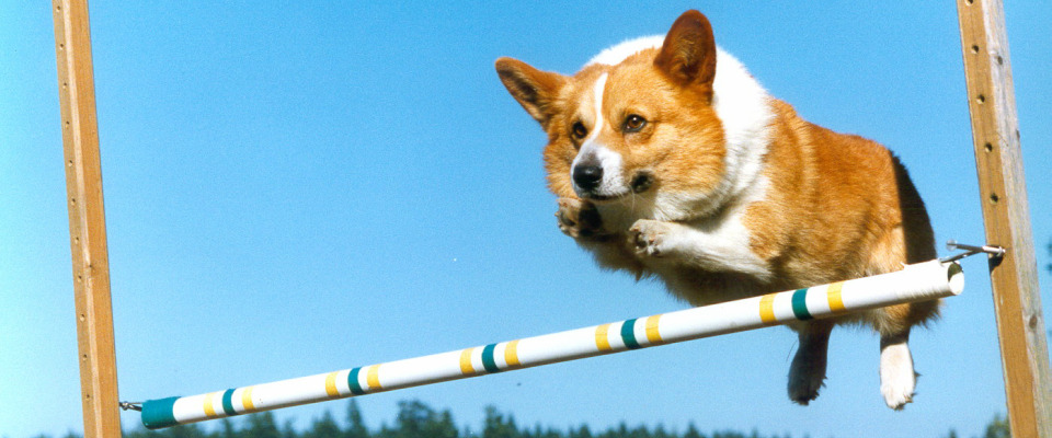 is gpt-5 a flop? what pms need to know