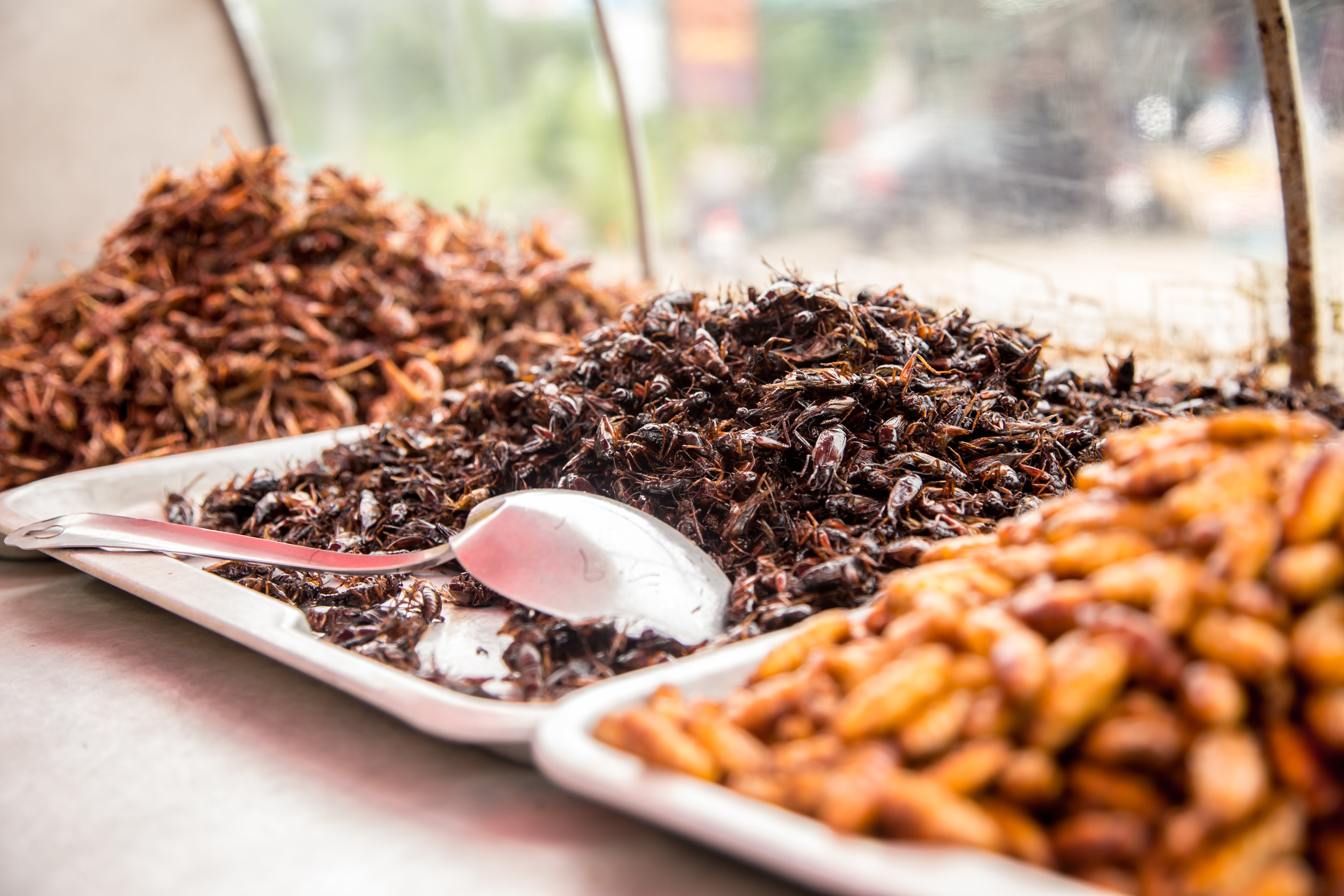 Would You Eat Insects? Study Finds Curiosity May Matter More Than Taste