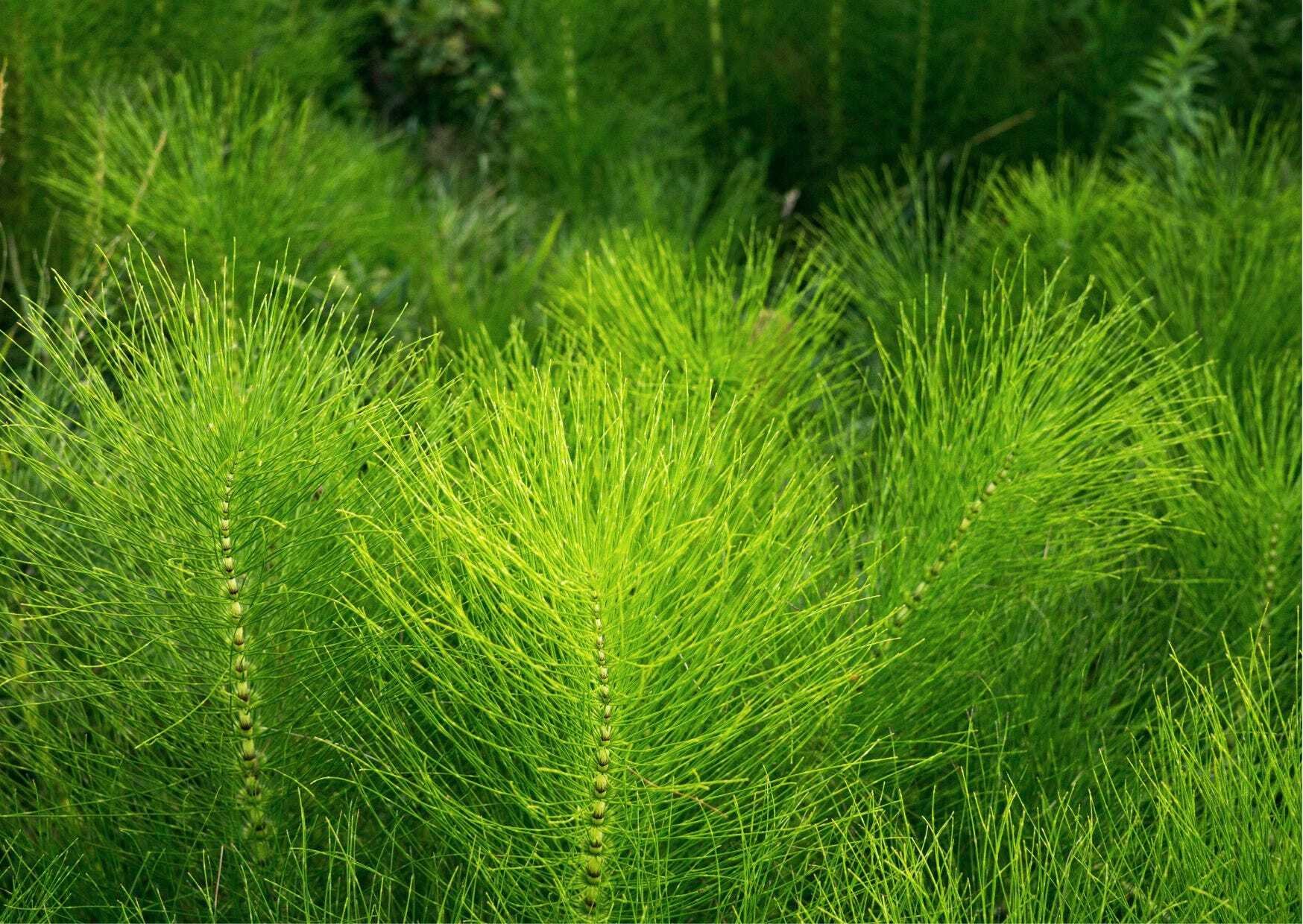 On horsetail, therapy and the persistent roots of creation