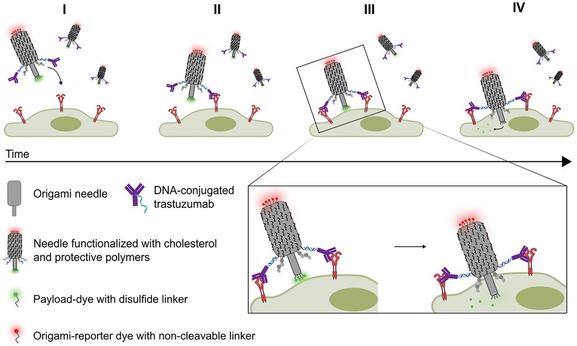 DNA Origami Needles: Virus-Inspired Nanostructures for Drug Delivery!