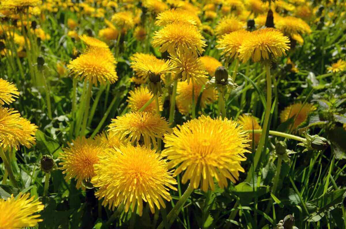 🌼What Are Dandelions Good For?🌼
