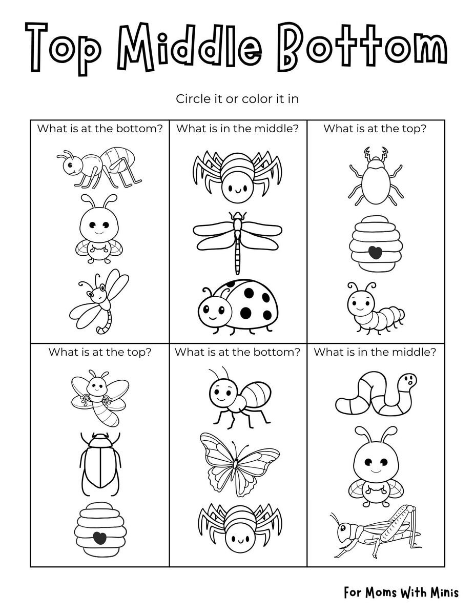 Insect-Themed Top Middle Bottom Worksheet