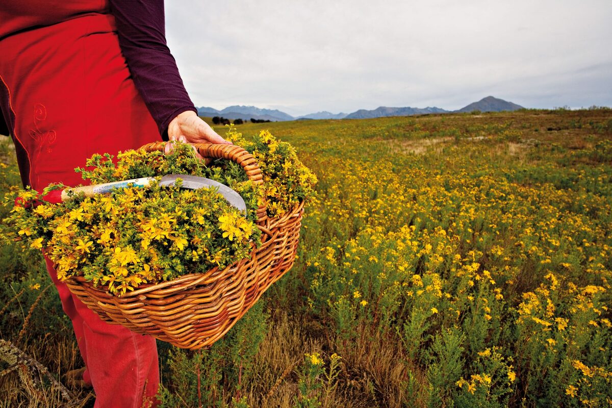 Book a spiritual guidance session