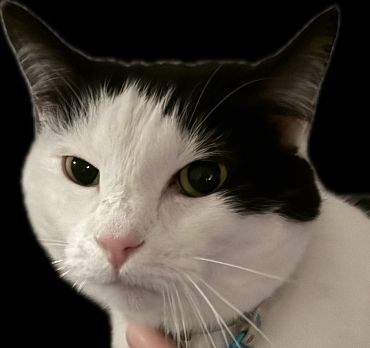 FaceTime with Biscuit!