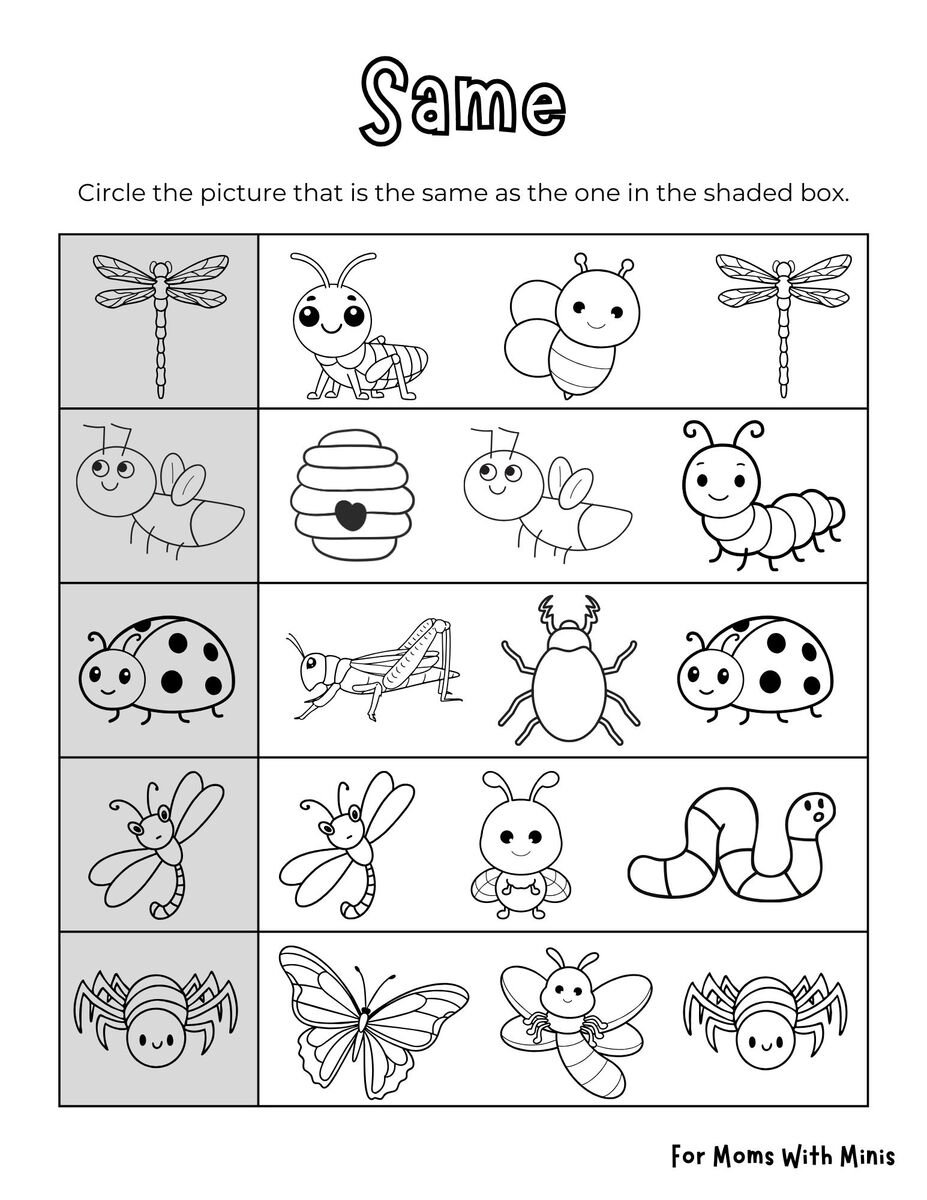 Find the Same Insect Worksheet