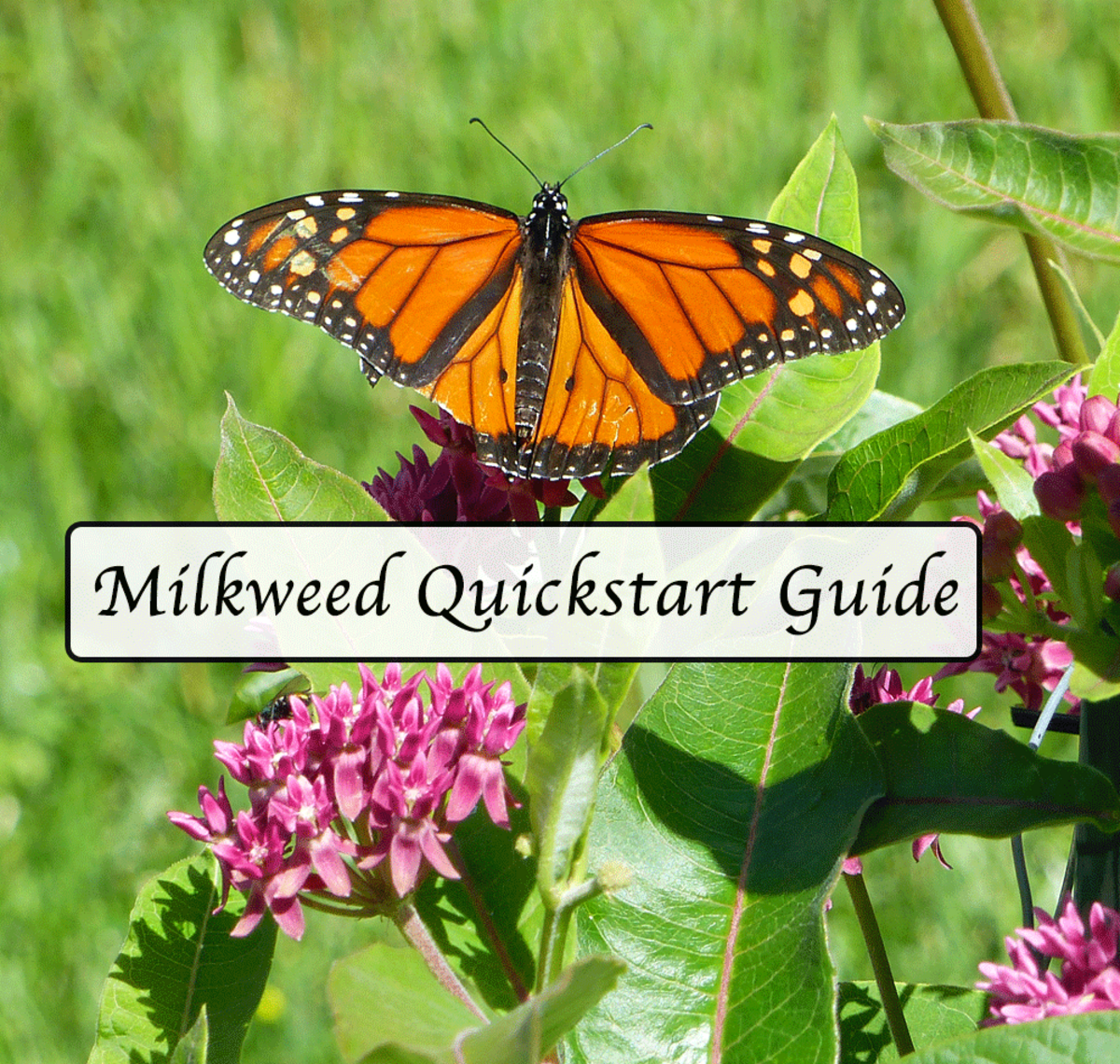 MILKWEED Quickstart Guide for Monarch Butterflies 🌿🐛 🦋