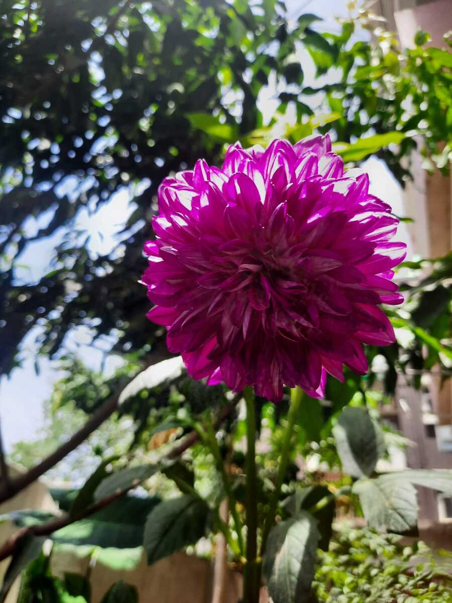 Vibrant magenta flower