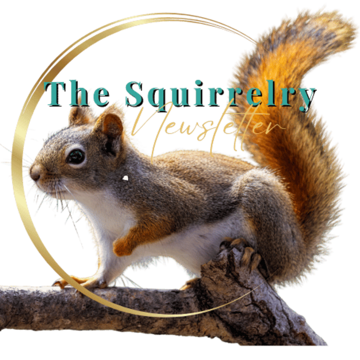 The Squirrelry