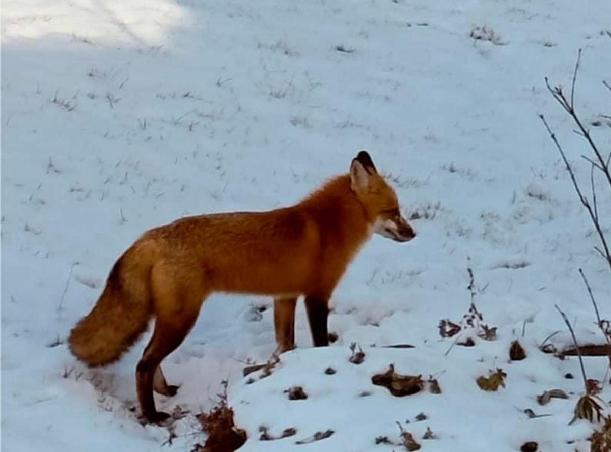 A fox!