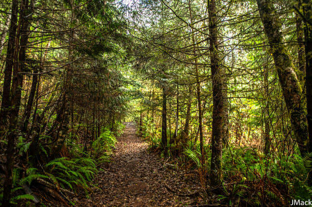 A trail already on the newly acquired parkland in Otter Point. (📸 Joyce Mackinnon, Contributed)