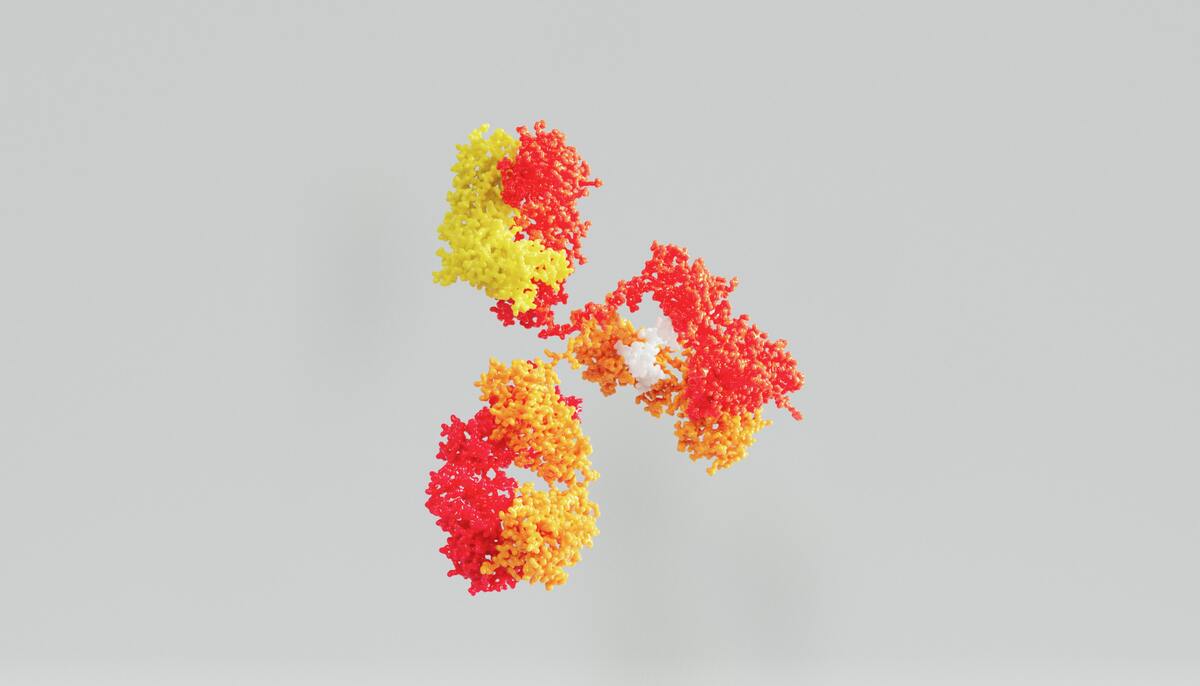 Antibodies