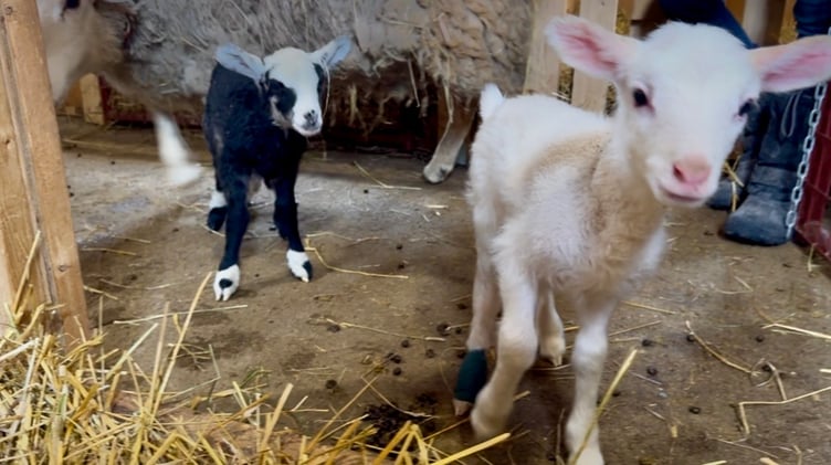 Good morning, Haldimand County!