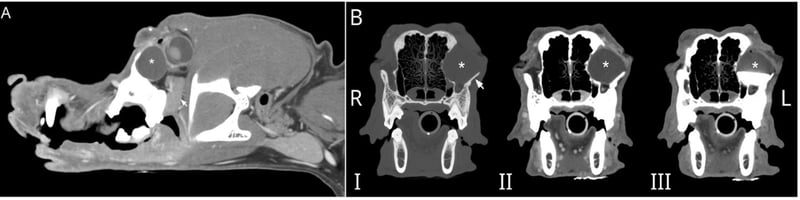 Rare Salivary Choristoma Diagnosed and Removed in Dog Using CT-Guided Surgery