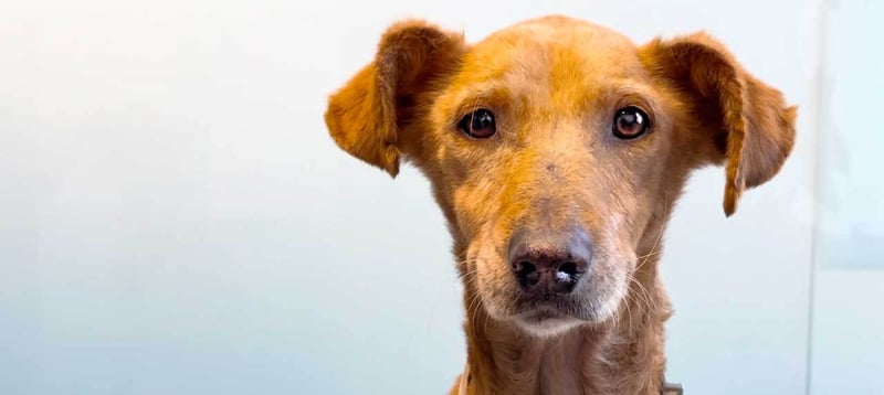 Hund Nach Den Überschwemmungen In Valencia Auf Den Feldern Gefunden!