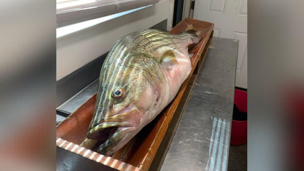 Angler Smashes Ohio Record With Monster Striped Bass