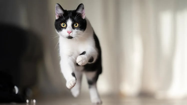 Why Does My Cat Do The Zoomies After Pooping?