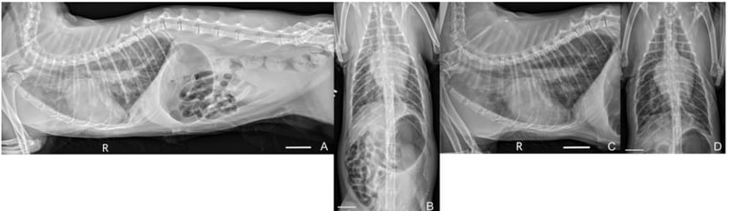Whole-Body Radiographs Equal Thoracic Views for Diagnosing Dog and Cat Chest Disease