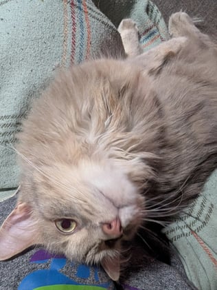 July & August 2025 Reviews: Movies, Etc.