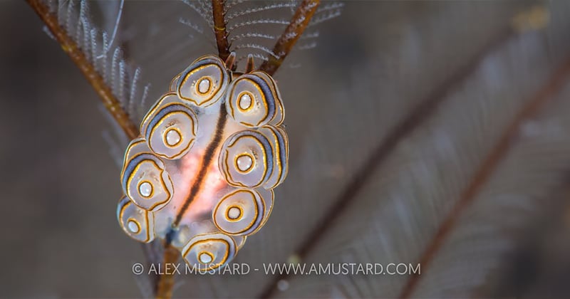 Nudi Love