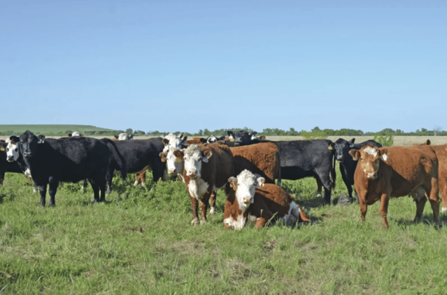 📈 Cull Cow Price Outlook