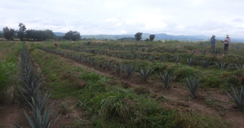 Spotlight: Tequila Interchange Project