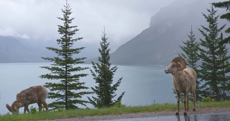 🐾 Dog Dies After Emerald Lake Visit