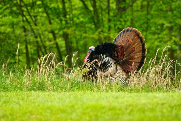 Turkey Tales: Forest Keepers 🦃🌲
