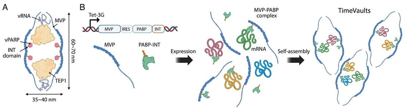 RNA TimeVaults: Capturing Cellular Decision Dynamics!