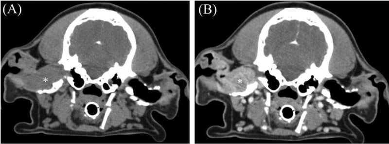 CT Clues for Canine Ear Canal Tumors: Why Imaging Alone Can’t Distinguish Benign vs Malignant