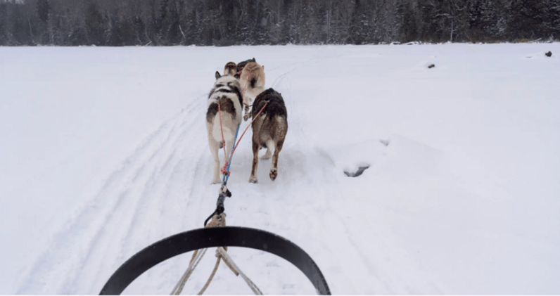 🚀 Find Your Slowest Dog