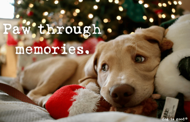 Paw through memories.