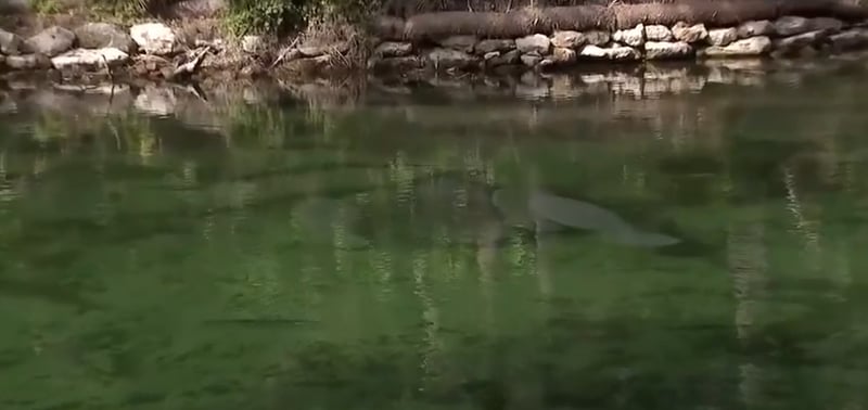 ⭐ Manatees Warm Up, Deputies Rescue 11yr-old, Sheila Jordan's Legacy