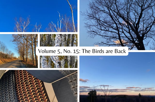 Volume 5, No. 15: The Birds are Back