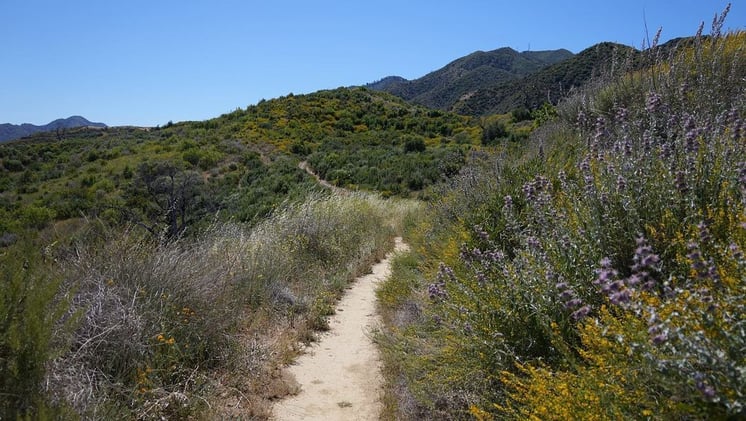 10 Must-Do Hikes in SCV This Spring 🥾🌼