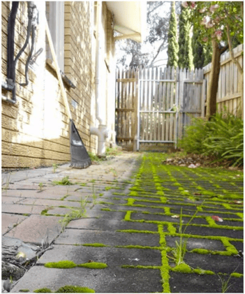 Beautiful Mosses or Unwanted Weeds? The Life Lesson Hiding in My Backyard