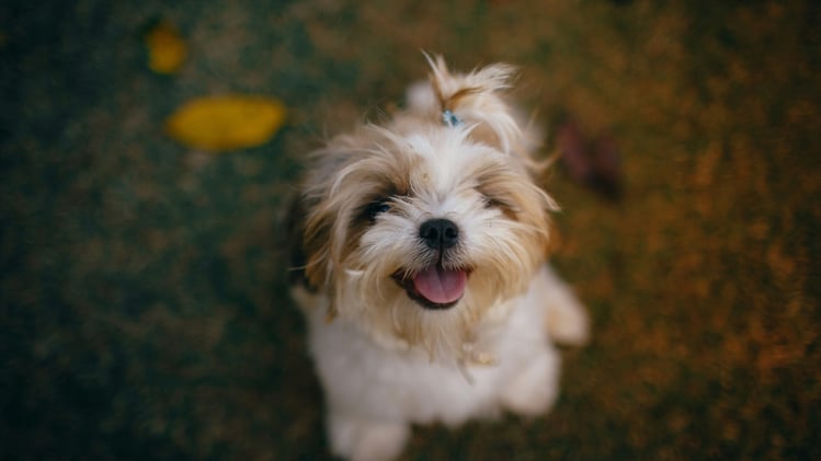 🐕 Shih-tzu puppy’s adorable “squeak” bark