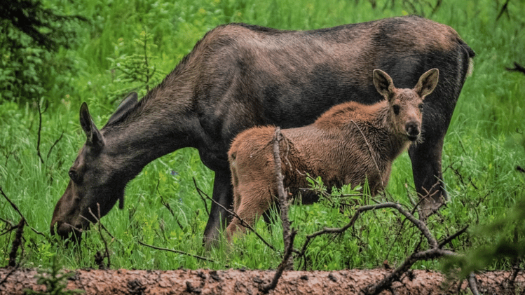 Moose calf rescue 🫎