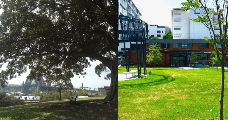 The secret weapon for extreme heat on the North Shore? It's probably growing on your street.