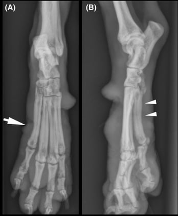 Shocking Bone Damage from Hair Mats in Dogs—What Every Vet Should Know