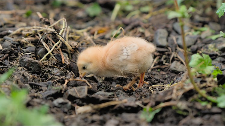 Once Upon a Farm - March Newsletter