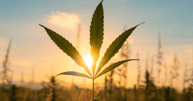 The Rush - May 09, 2024