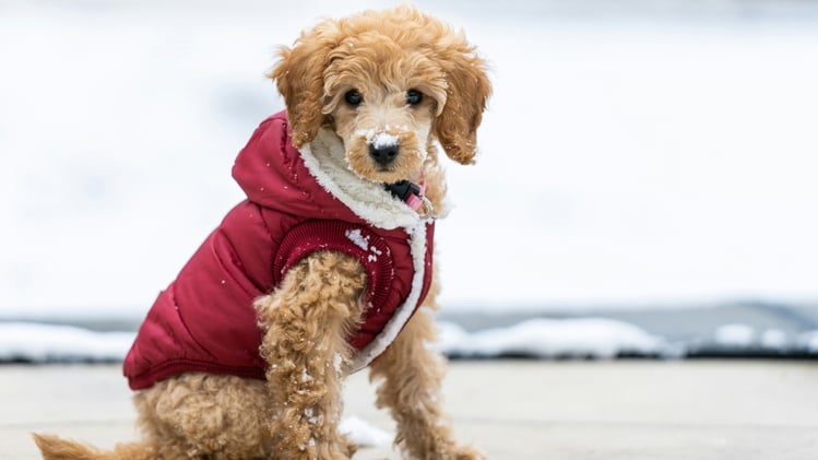 🐕 How to reduce your dog's budget