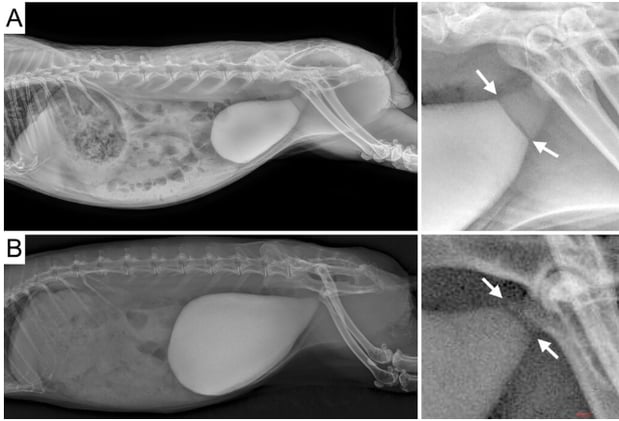 Blocked Bunnies: When Bladders Build Walls
