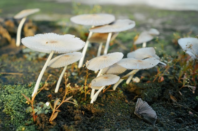Mushrooms Are Leading LA's Fire Remediation