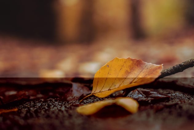 'Give him life for just a little bit longer.'