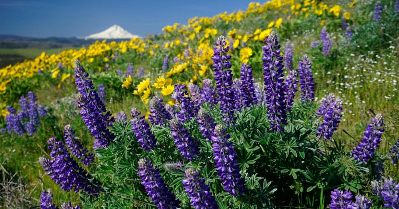 Spring has sprung! 